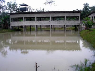 View of the fish pond