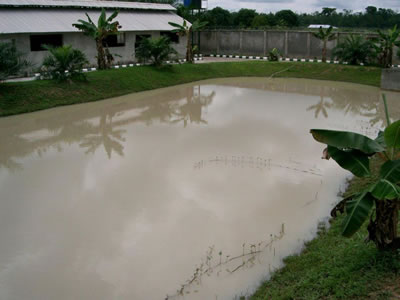 A relaxing view of the fish pond